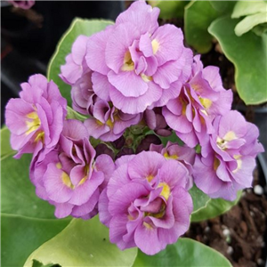 Primula Auricula 'Double Lilac'